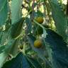 Fotografia 1 da espécie Celtis australis do Jardim Botânico UTAD