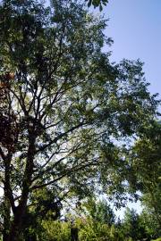 Fotografia da espécie Celtis australis