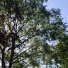 Fotografia 10 da espécie Celtis australis do Jardim Botânico UTAD