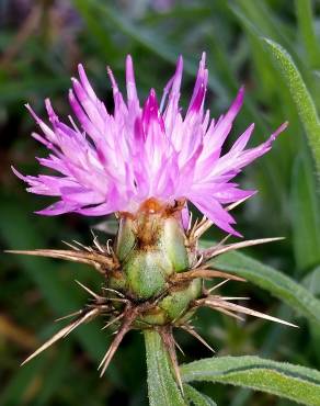 Fotografia 3 da espécie Centaurea calcitrapa no Jardim Botânico UTAD