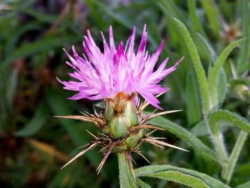 Fotografia da espécie Centaurea calcitrapa