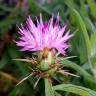 Fotografia 3 da espécie Centaurea calcitrapa do Jardim Botânico UTAD