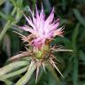 Fotografia 4 da espécie Centaurea calcitrapa do Jardim Botânico UTAD
