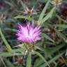 Fotografia 5 da espécie Centaurea calcitrapa do Jardim Botânico UTAD