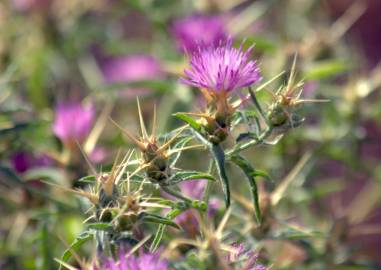 Fotografia da espécie Centaurea calcitrapa