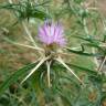 Fotografia 7 da espécie Centaurea calcitrapa do Jardim Botânico UTAD