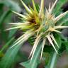 Fotografia 8 da espécie Centaurea calcitrapa do Jardim Botânico UTAD