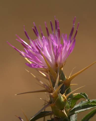 Fotografia de capa Centaurea calcitrapa - do Jardim Botânico