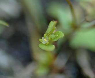 Fotografia da espécie Centunculus minimus