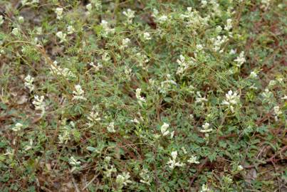 Fotografia da espécie Ceratocapnos claviculata