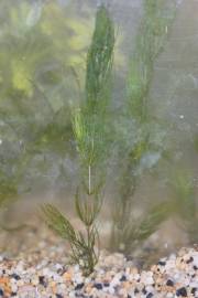 Fotografia da espécie Ceratophyllum demersum