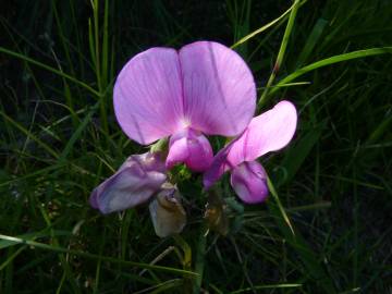 Fotografia da espécie Lathyrus sylvestris