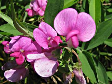 Fotografia da espécie Lathyrus sylvestris