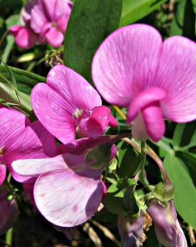 Fotografia de capa Lathyrus sylvestris - do Jardim Botânico