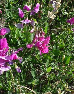 Fotografia 3 da espécie Lathyrus sylvestris no Jardim Botânico UTAD