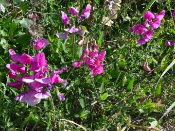 Fotografia da espécie Lathyrus sylvestris