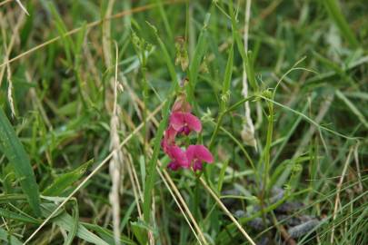 Fotografia da espécie Lathyrus sylvestris