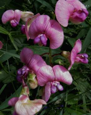 Fotografia 5 da espécie Lathyrus sylvestris no Jardim Botânico UTAD