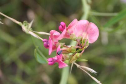 Fotografia da espécie Lathyrus sylvestris