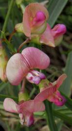 Fotografia da espécie Lathyrus sylvestris