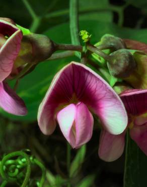 Fotografia 8 da espécie Lathyrus sylvestris no Jardim Botânico UTAD