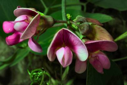 Fotografia da espécie Lathyrus sylvestris