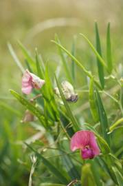 Fotografia da espécie Lathyrus sylvestris