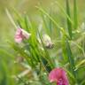 Fotografia 9 da espécie Lathyrus sylvestris do Jardim Botânico UTAD