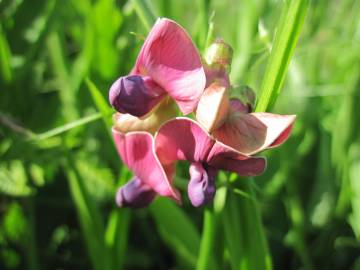 Fotografia da espécie Lathyrus sylvestris