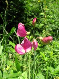 Fotografia da espécie Lathyrus sylvestris