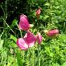 Fotografia 11 da espécie Lathyrus sylvestris do Jardim Botânico UTAD