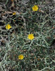 Fotografia da espécie Launaea arborescens