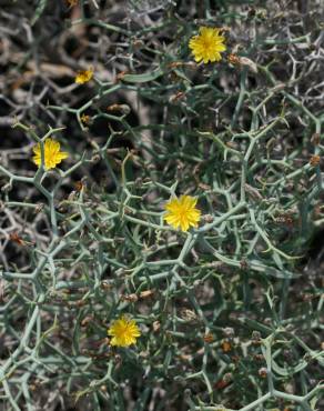 Fotografia 4 da espécie Launaea arborescens no Jardim Botânico UTAD