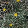 Fotografia 4 da espécie Launaea arborescens do Jardim Botânico UTAD