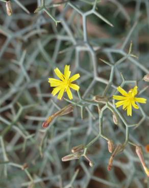 Fotografia 5 da espécie Launaea arborescens no Jardim Botânico UTAD