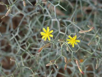 Fotografia da espécie Launaea arborescens