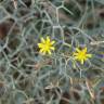 Fotografia 5 da espécie Launaea arborescens do Jardim Botânico UTAD