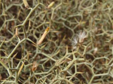 Fotografia da espécie Launaea arborescens