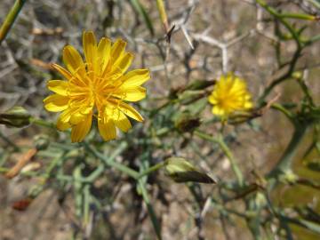 Fotografia da espécie Launaea arborescens