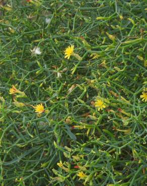 Fotografia 10 da espécie Launaea arborescens no Jardim Botânico UTAD