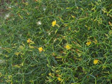 Fotografia da espécie Launaea arborescens