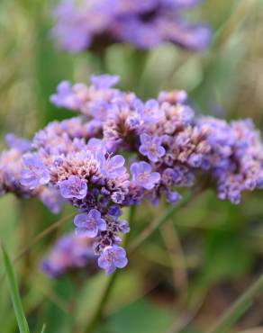 Fotografia 1 da espécie Limonium vulgare no Jardim Botânico UTAD