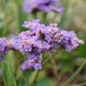 Fotografia 1 da espécie Limonium vulgare do Jardim Botânico UTAD