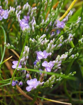 Fotografia 5 da espécie Limonium vulgare no Jardim Botânico UTAD