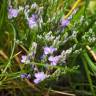 Fotografia 5 da espécie Limonium vulgare do Jardim Botânico UTAD