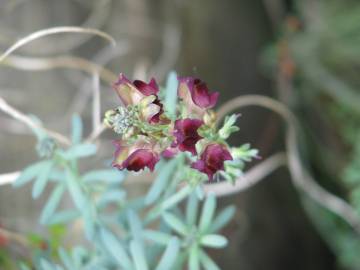 Fotografia da espécie Linaria tristis