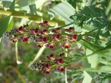 Fotografia da espécie Linaria tristis