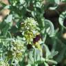 Fotografia 5 da espécie Linaria tristis do Jardim Botânico UTAD