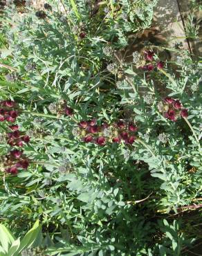 Fotografia 6 da espécie Linaria tristis no Jardim Botânico UTAD