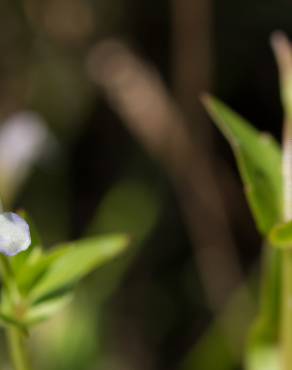 Fotografia 4 da espécie Lindernia dubia no Jardim Botânico UTAD